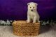 Akita Puppies for sale in Leesburg, Florida. price: $1,500