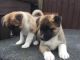 Akita Puppies for sale in Anchorage, AK, USA. price: NA