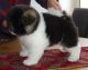 Akita Puppies for sale in Arvada, CO, USA. price: NA