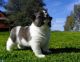Akita Puppies for sale in Buckland, AK, USA. price: NA