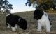 Akita Puppies for sale in Surprise, AZ, USA. price: NA