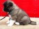 Akita Puppies for sale in New Haven, CT, USA. price: NA