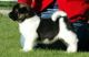 Akita Puppies for sale in Baltimore, MD, USA. price: NA