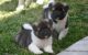 Akita Puppies for sale in Baltimore, MD, USA. price: NA