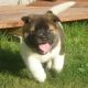 Akita Puppies for sale in Arden, DE 19810, USA. price: NA