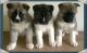 Akita Puppies for sale in Fairbanks North Star, AK, USA. price: NA