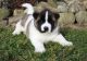 Akita Puppies for sale in Hartford, CT, USA. price: NA