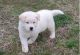 Akita Puppies for sale in Ascension Island, ASCN 1ZZ, Saint Helena, Ascension and Tristan da Cunha. price: 650 SHP