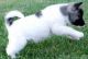 Akita Puppies for sale in Lakewood, CO, USA. price: NA