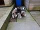 Akita Puppies for sale in Wisconsin Dells, WI, USA. price: NA