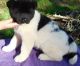 Akita Puppies for sale in Louisville, KY, USA. price: NA