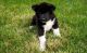 Akita Puppies for sale in Glastonbury, CT, USA. price: NA