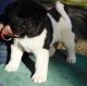 Akita Puppies for sale in Menomonie, WI 54751, USA. price: NA