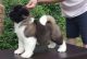 Akita Puppies for sale in Stamford, CT, USA. price: NA