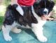 Akita Puppies for sale in Marlborough, MA, USA. price: $600