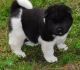 Akita Puppies for sale in Green Bay, WI, USA. price: NA
