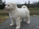Akita Puppies for sale in Maryland Parkway, Las Vegas, NV, USA. price: NA