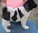 Akita Puppies for sale in Westminster, MA, USA. price: $600