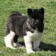 Akita Puppies for sale in Black River Falls, WI 54615, USA. price: NA