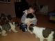 Lovely Akita puppies for re-homing
