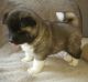 Akita Puppies for sale in Wilmington, DE, USA. price: NA