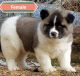 Akita Puppies for sale in Fairbanks, AK, USA. price: NA