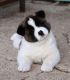 Akita Puppies for sale in Stamford, CT, USA. price: NA
