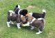 Akita Puppies for sale in Ashburnham, MA, USA. price: NA