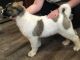 Akita Puppies for sale in Hartford, CT 06104, USA. price: NA