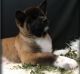 Akita Puppies for sale in Milwaukee, WI, USA. price: NA