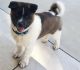 Akita Puppies for sale in Greenville, SC, USA. price: NA