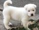 Akita Puppies for sale in Anchorage, AK, USA. price: NA
