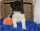Akita Puppies for sale in Milwaukee, WI 53263, USA. price: NA