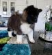 Akita Puppies for sale in Columbia, SC, USA. price: NA