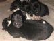 Akita Puppies for sale in Dedham, MA, USA. price: NA