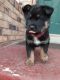 Akita Puppies for sale in Englewood, CO, USA. price: NA