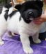 Home Raised Akita puppies for sale.