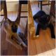 Akita Puppies for sale in West Springfield, MA, USA. price: $800