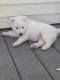 Akita Puppies for sale in Charleston, SC, USA. price: NA