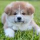 Akita Puppies for sale in Greenville, SC, USA. price: NA