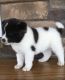 Healthy Akita Puppies for sale