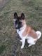 Akita Puppies for sale in Greenville, OH 45331, USA. price: NA