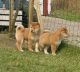 Noble and kind Akita Inu puppies