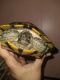 Alabama red-bellied turtle Reptiles for sale in 3200 Hale Ave, Fort Worth, TX 76106, USA. price: NA
