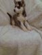 Alangu Mastiff Puppies for sale in Amarillo, TX, USA. price: NA
