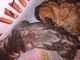 Alangu Mastiff Puppies for sale in Baton Rouge, LA, USA. price: NA
