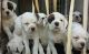 Alangu Mastiff Puppies for sale in Burbank, CA, USA. price: NA