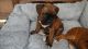 Alangu Mastiff Puppies for sale in Minneapolis, MN, USA. price: NA