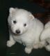 Alangu Mastiff Puppies for sale in Spokane, WA, USA. price: NA
