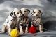 Alangu Mastiff Puppies for sale in Charlotte, NC, USA. price: NA